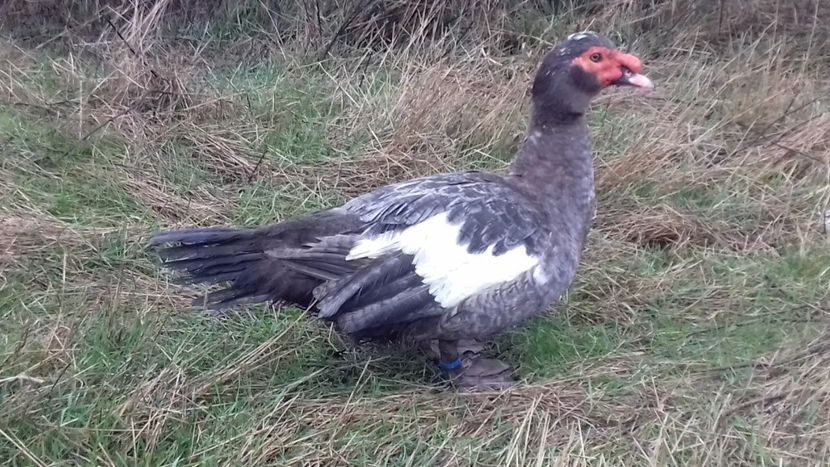 dark ripple - 0001 rate lesesti matca 2020 lot 2