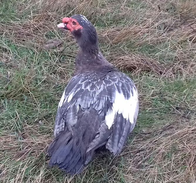 import - 0001 rate lesesti matca 2020 lot 2