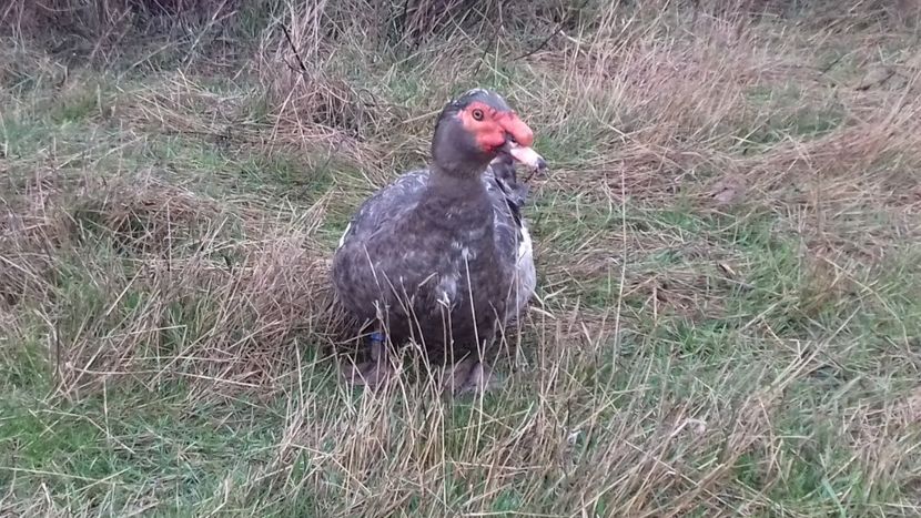 Slovacia - 0001 rate lesesti matca 2020 lot 2