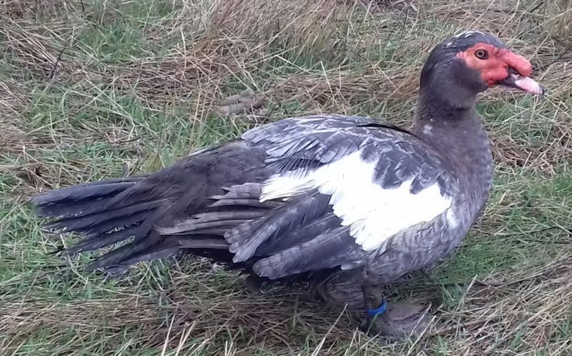 reprodus - 0001 rate lesesti matca 2020 lot 2