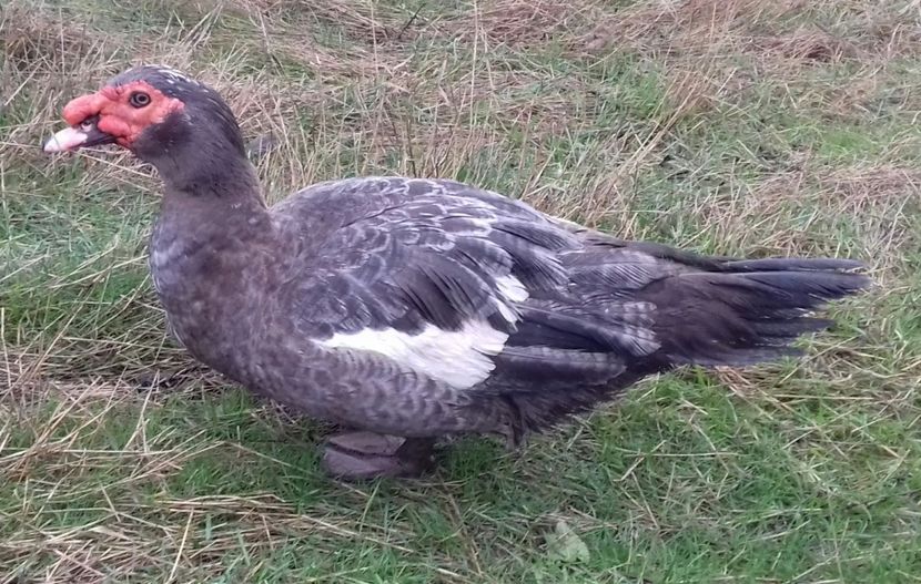 in crescatoria - 0001 rate lesesti matca 2020 lot 2