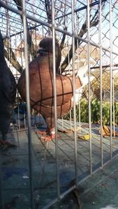 temp0 - PASARI DETINUTE