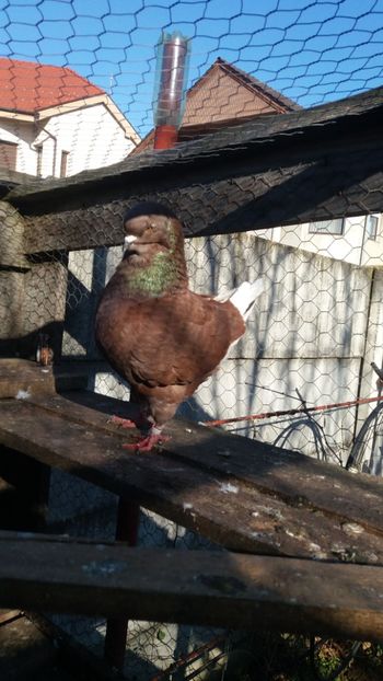 Vandut - PASARI DETINUTE