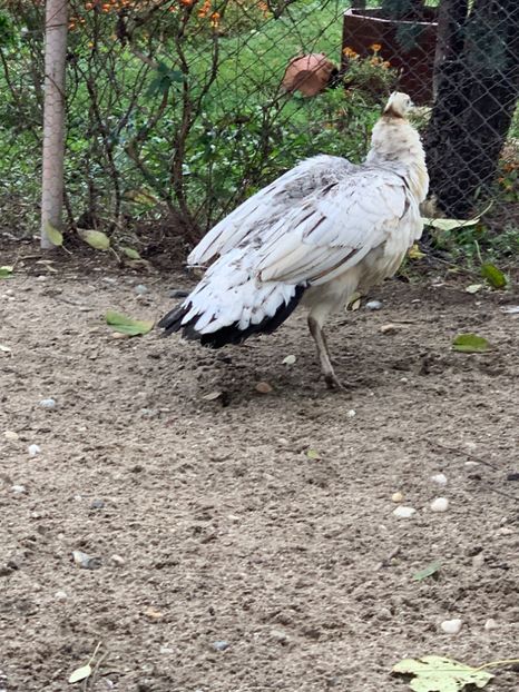 E53D1DE8-EDE4-470D-85F8-8CA6E205E0A6 - VANZARI-SCHIMBURI-CUMPARARI