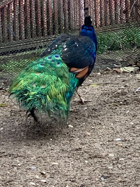 31E2F7E8-679C-4FC6-96DC-5EABBC83BCD6 - VANZARI-SCHIMBURI-CUMPARARI