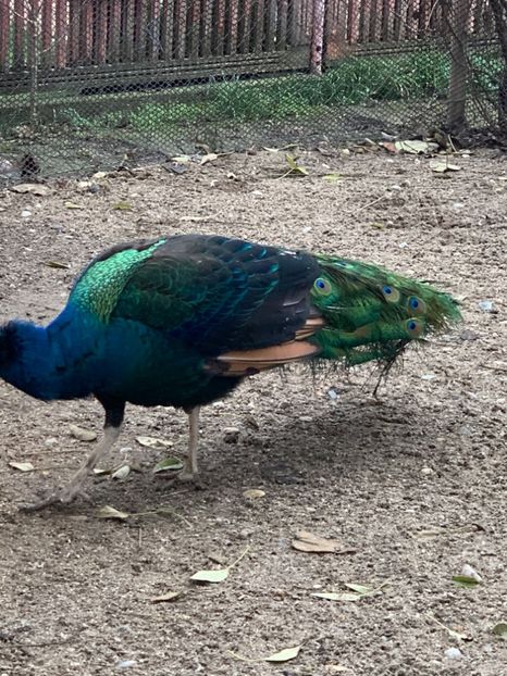 49C0B086-8A65-4794-A329-972DA2897E77 - VANZARI-SCHIMBURI-CUMPARARI