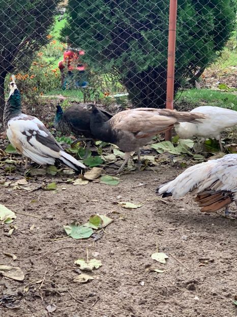 8D330E01-F131-49D5-BDF3-1B561DB90111 - VANZARI-SCHIMBURI-CUMPARARI