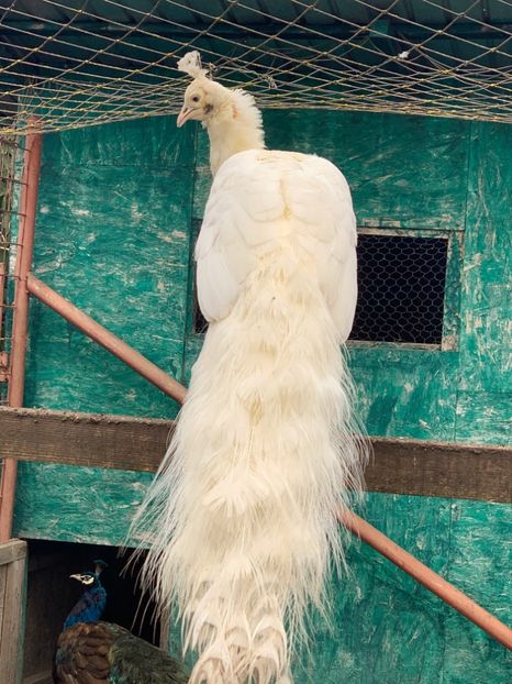 5F2CBBC1-3334-43F4-BB4A-378ADEC7B661 - VANZARI-SCHIMBURI-CUMPARARI