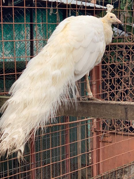 7A22976C-087F-46E7-A4BC-D6E2BA571185 - VANZARI-SCHIMBURI-CUMPARARI