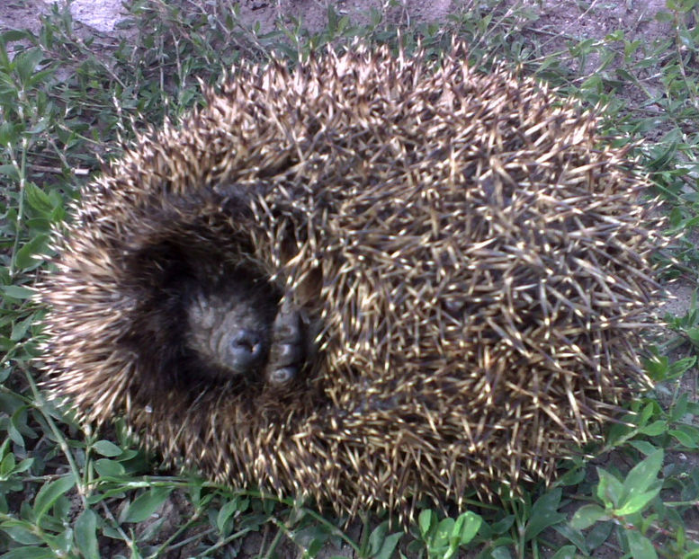 Pogonici - Gradina si terasa PrimaLuce_6-Animalutele noastre