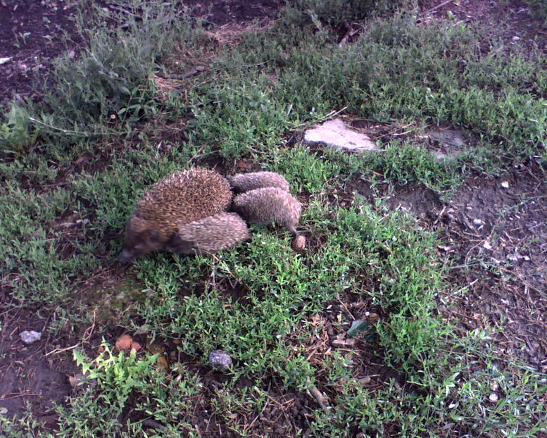 Pogonici a fost de fapt o ...ea - Gradina si terasa PrimaLuce_6-Animalutele noastre