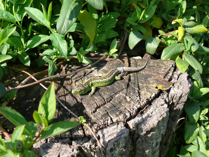  - Gradina si terasa PrimaLuce_6-Animalutele noastre