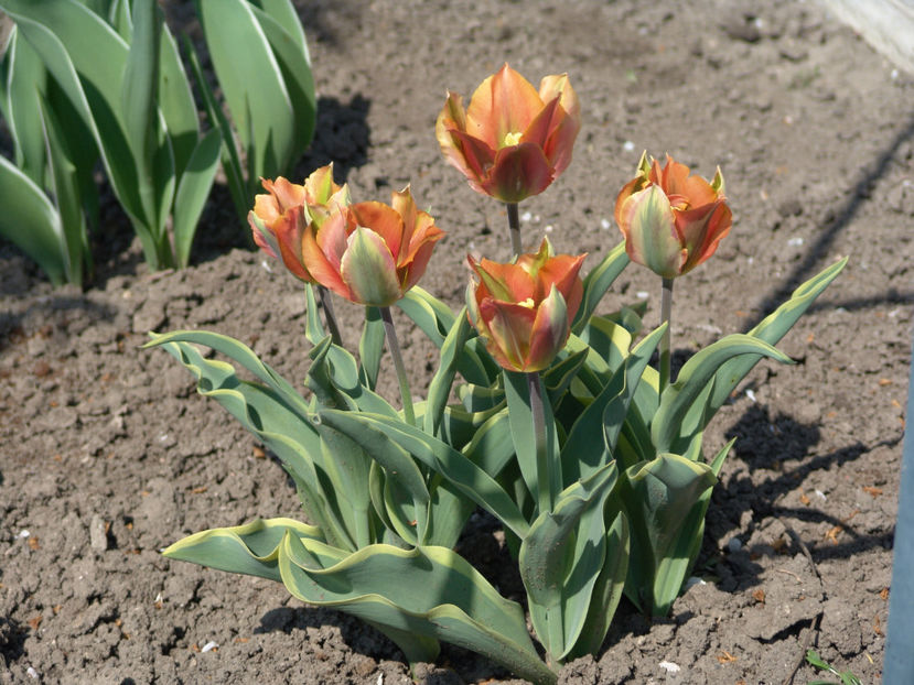 tulipa viridiflora picasso - Gradina si terasa PrimaLuce_4-paradisul meu