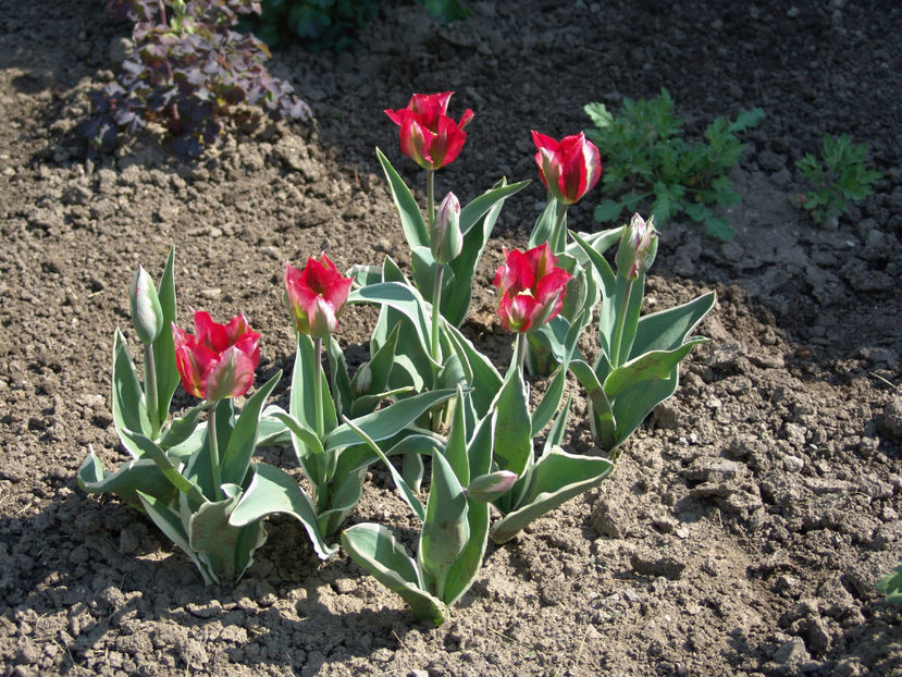 tulipa viridiflora esperanto - Gradina si terasa PrimaLuce_4-paradisul meu