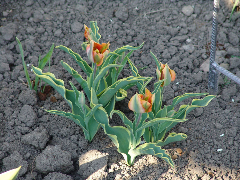 tulipa viridiflora picasso - Gradina si terasa PrimaLuce_4-paradisul meu