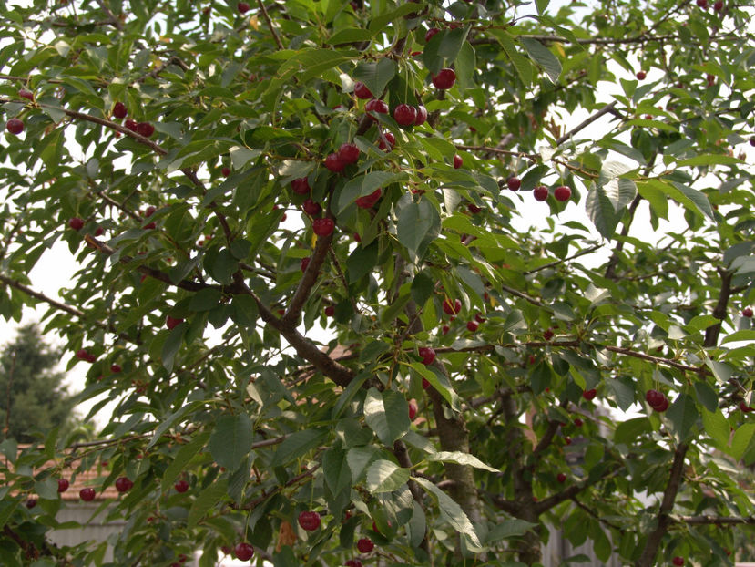 Prunus cerasus(visin) - Gradina si terasa PrimaLuce_4-paradisul meu
