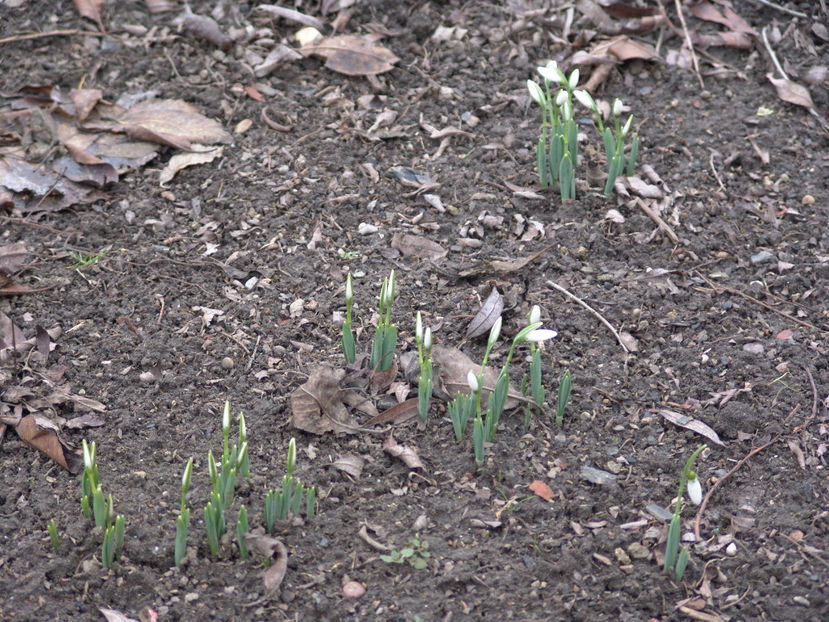 galanthus spp(ghiocei) - Gradina si terasa PrimaLuce_4-paradisul meu