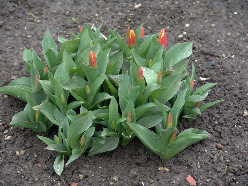 tulipa stresa - Gradina si terasa PrimaLuce_4-paradisul meu