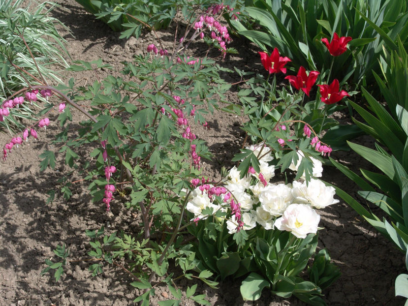 lamprocapnos spectabilis - tulipa pjotr - tulipa angelique - Gradina si terasa PrimaLuce_4-paradisul meu