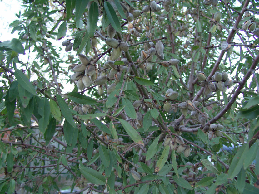 prunus dulcis(migdal) - Gradina si terasa PrimaLuce_4-paradisul meu