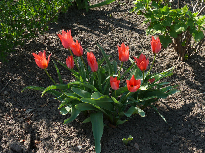 tulipa toronto - Gradina si terasa PrimaLuce_4-paradisul meu