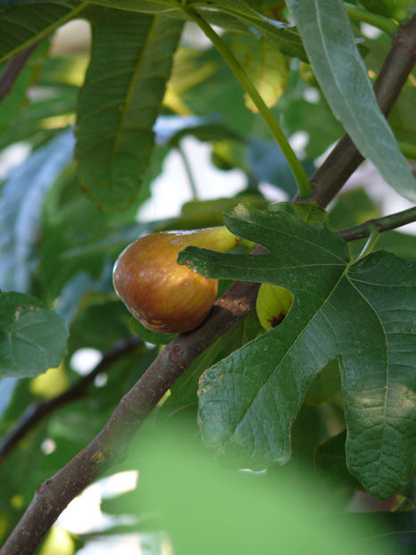 ficus carica(smochin) - Gradina si terasa PrimaLuce_4-paradisul meu