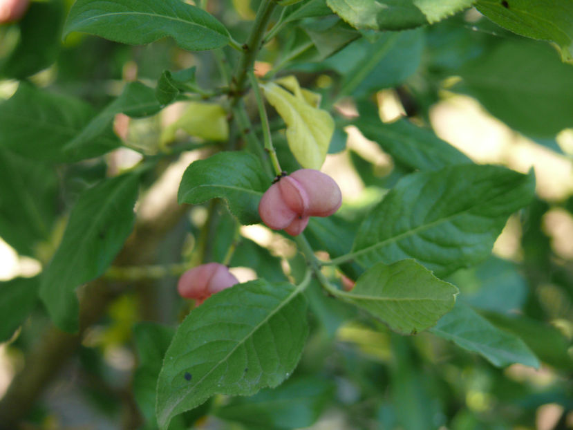 euonymus europaeus(salba moale) - Gradina si terasa PrimaLuce_4-paradisul meu