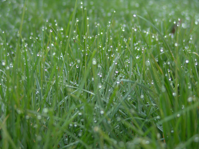 iarba verde... de acasa... cu roua - AAA-Despre mine despre orhidee si despre cele care nu cuvanta