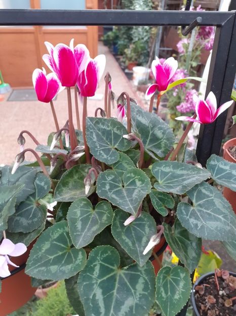  - Diverse plante