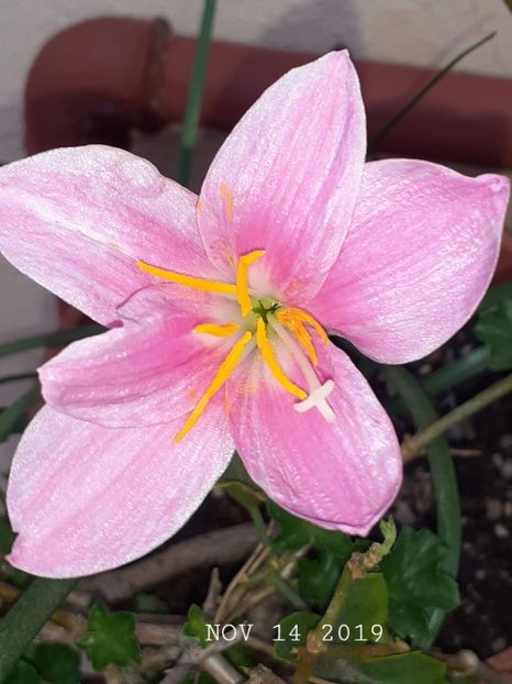  - Diverse plante