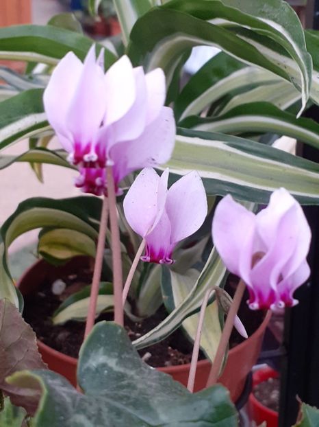  - Diverse plante