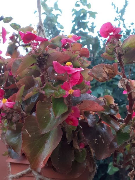  - Diverse plante