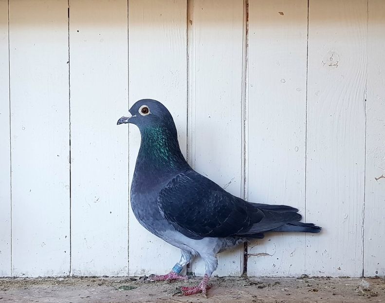 Wanroy - porumbei - matca de vanzare!