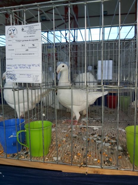  - Expo Cupa Crisana 2019