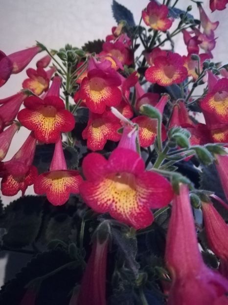  - A-Flori 2019