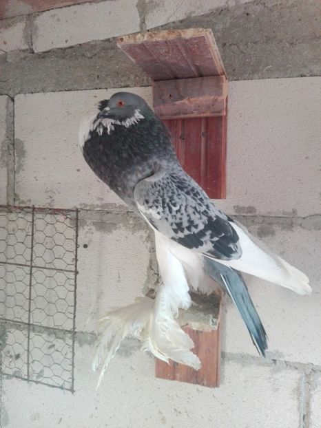  - Gusat pomerania 2019