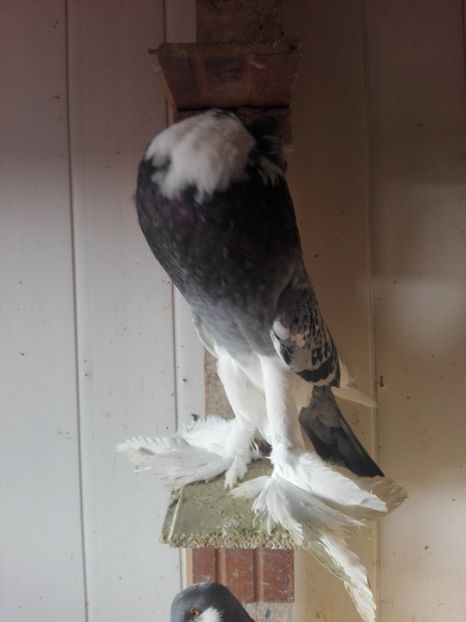  - Gusat pomerania 2019