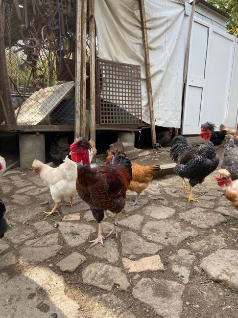 23ECA513-206B-4E18-BD35-25F2E4698BE4 - Puisori 2019