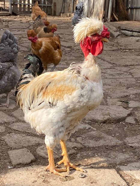 BE8B6273-7E32-48AD-A7AE-FB9CBCD8EA55 - Puisori 2019