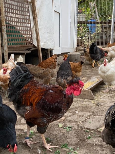 4659C443-DE14-42D0-BB4F-0D9EA5F6C02D - Puisori 2019