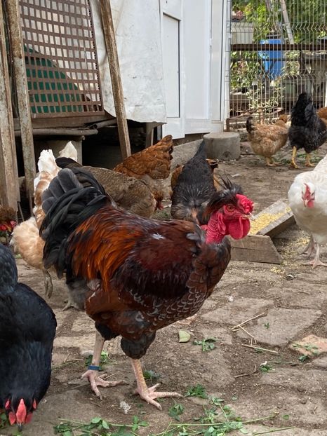 0F89D8E4-59C9-4B44-B503-237C3D5E11D5 - Puisori 2019