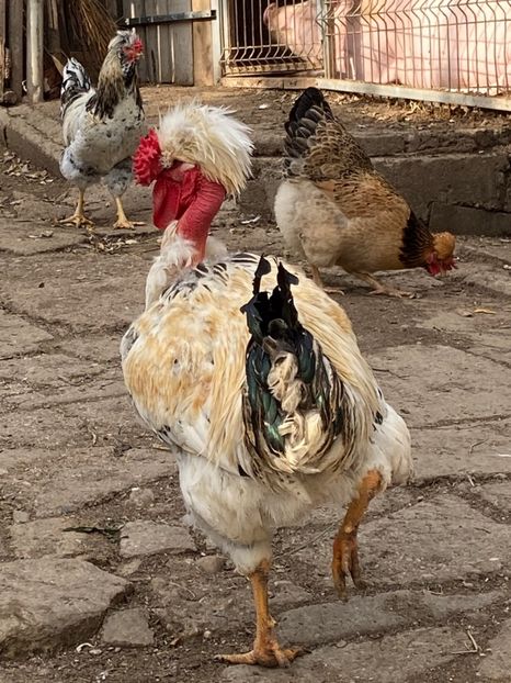 D235516D-616A-435E-B418-5A98D826096F - Puisori 2019