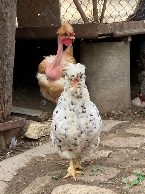 6E827687-A72A-4FB4-A9C4-04CA44CAA699 - Puisori 2019