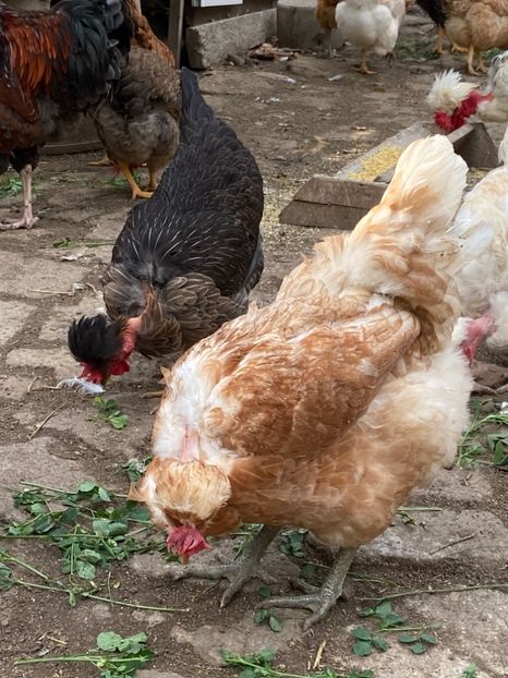 74EF4880-FE89-4EDE-8138-85797FD040BC - Puisori 2019