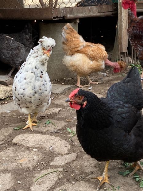 27FA07EC-4212-4582-AF7E-F49D1DC583E1 - Puisori 2019