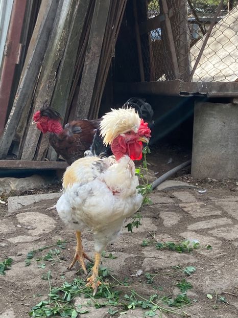 3B58B7BC-01FD-4194-850C-245FF886CE99 - Puisori 2019