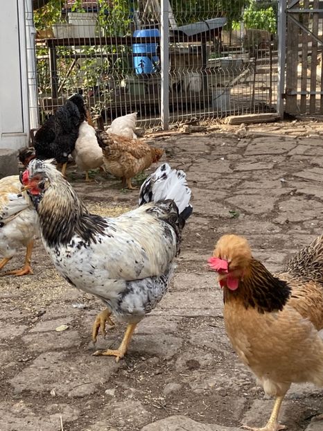 F09FF342-EA0D-4A5F-82D6-842B7BDE08CB - Puisori 2019