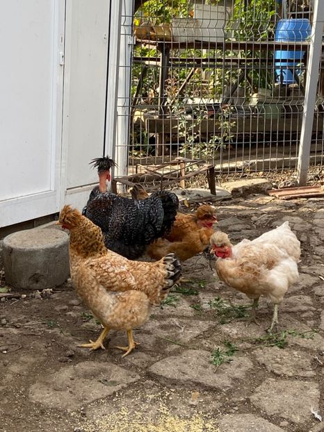 F092DA08-D96E-427D-A0AF-ADE6C6620142 - Puisori 2019