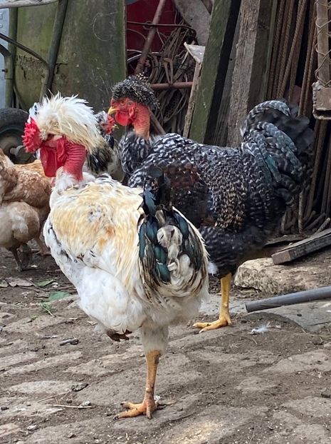 D24A79A2-15E8-4158-A677-926C615C04E5 - Puisori 2019