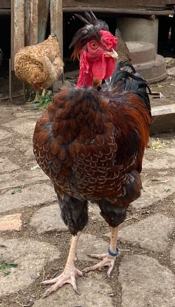 29E0D805-4B4F-4F81-8085-F2729DF05EC2 - Puisori 2019